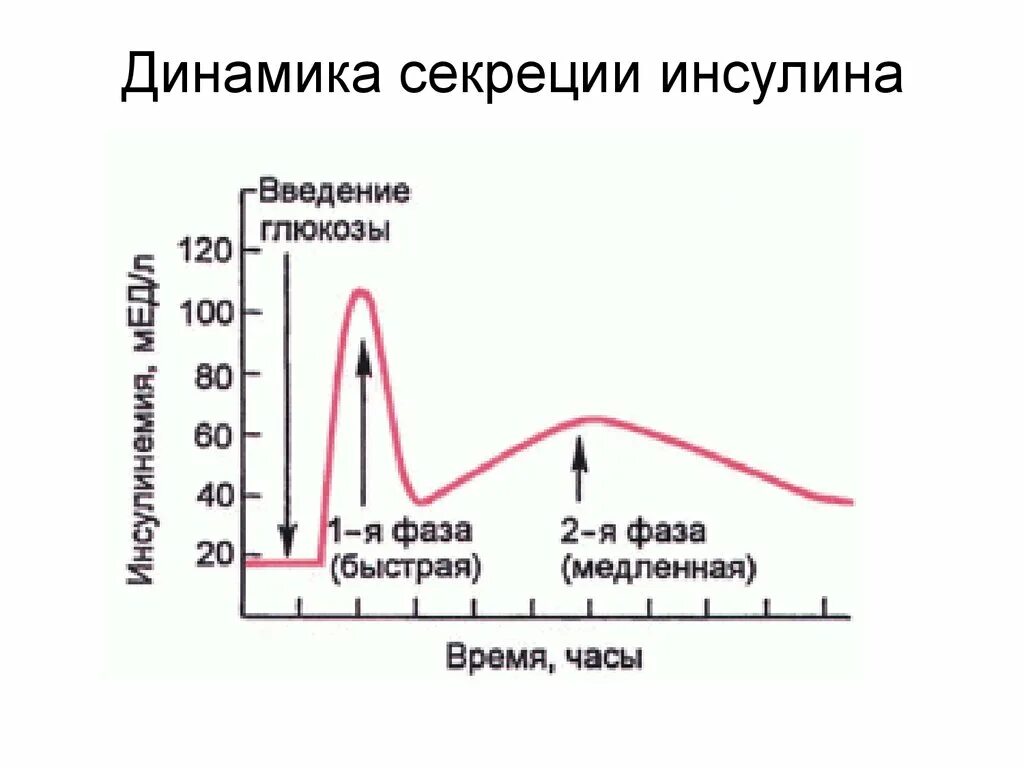 Динамика секреции инсулина. Схема суточной секреции инсулина в норме. Схема секреции и созревания инсулина. Базалной секркция инсулин.