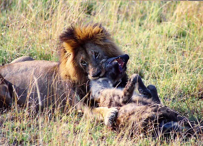 Отношения между львами и гиенами. Львы и гиены Заклятые враги.