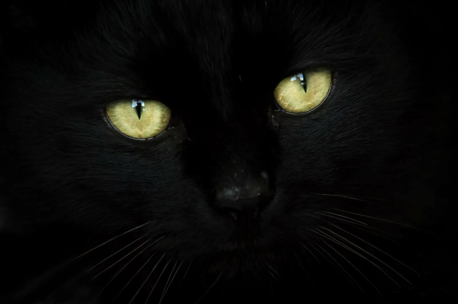 Темно ну. Черная кошка. Красивый черный кот. Черная кошка с янтарными глазами. Красивая черная кошка.