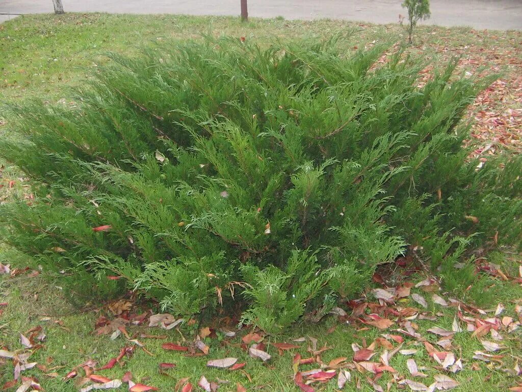 Можжевельник казацкий juniperus sabina. Можжевельник казацкий mas. Можжевельник казацкий мас. Можжевельник казацкий Hicksii. Можжевельник казацкий Джуниперус Сабина.