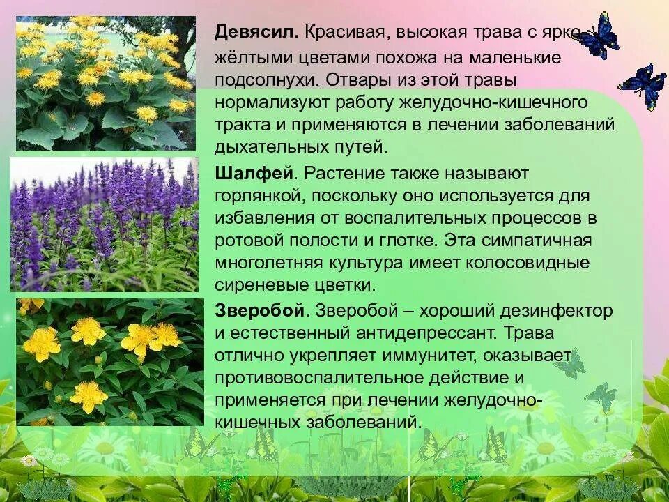 Доклад на тему растения города. Лекарственные растения. Целебные растения. Описание растения. Лекарственные растения фото и описание.