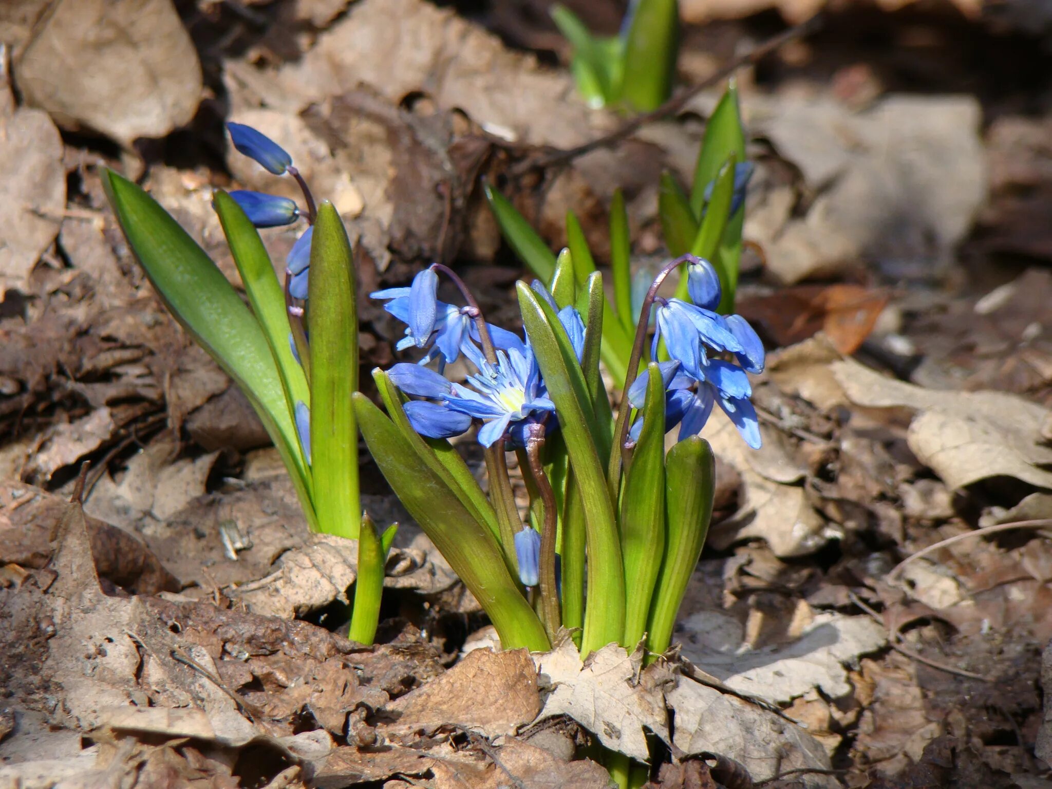 Первоцветы пролеска Сибирская. Пролеска Сибирская Scilla Siberica. Крокусы, пушкиния, Сцилла. Первоцветы Волго Ахтубинской Поймы. Первоцветы ленинградской