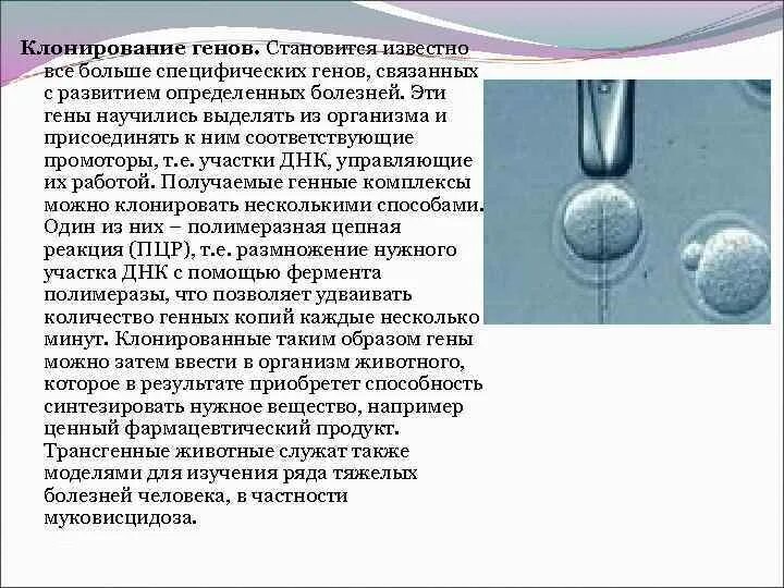 Для чего нужно клонирование. Клонирование генов. генное клонирование. клонирование гена. позиционное клонирование гена болезни.
