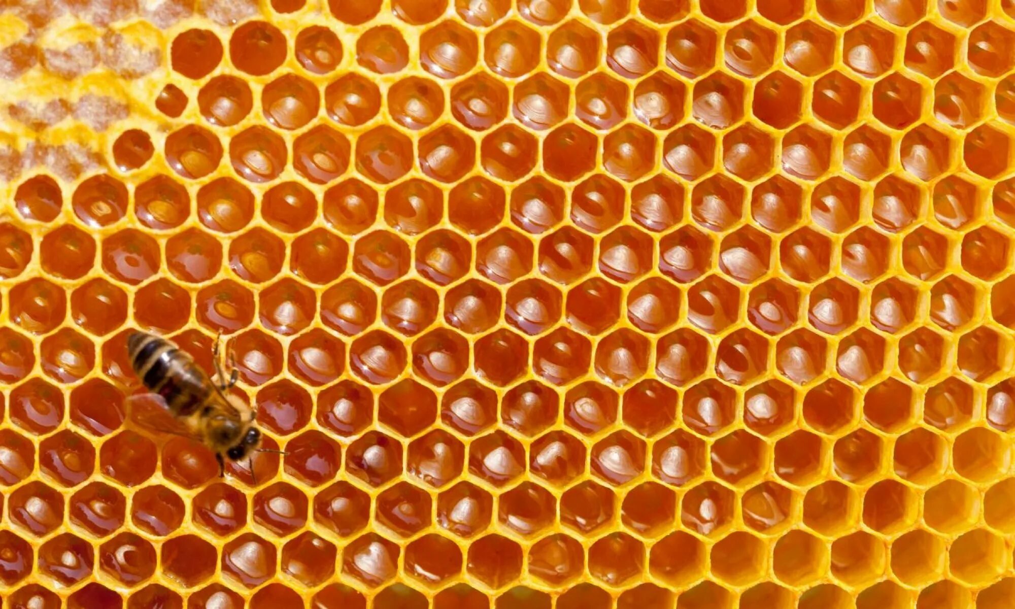 Big honey. Соты. Соты пчелиные. Медовые соты. Пчелиные соты с медом.