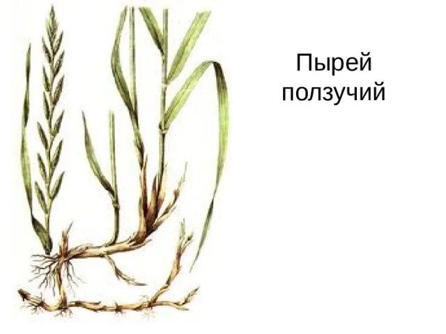 Признаки пырея. Корневище пырея. пырей ползучий. корневище пырея чешуевидные листья. пырей ползучий корневище.