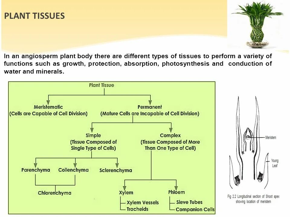 Каркас растений биология 10 класс. Plant Tissue Types. Таблица каркас растений. Структура систем биологии конспект.