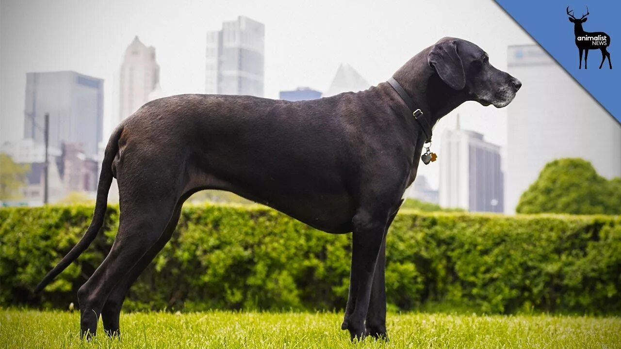 Большие доги собаки. Датский дог Зевс. Немецкий дог Зевс самая высокая собака в мире. Королевский дог Зевс. Немецкий дог по кличке Зевс.