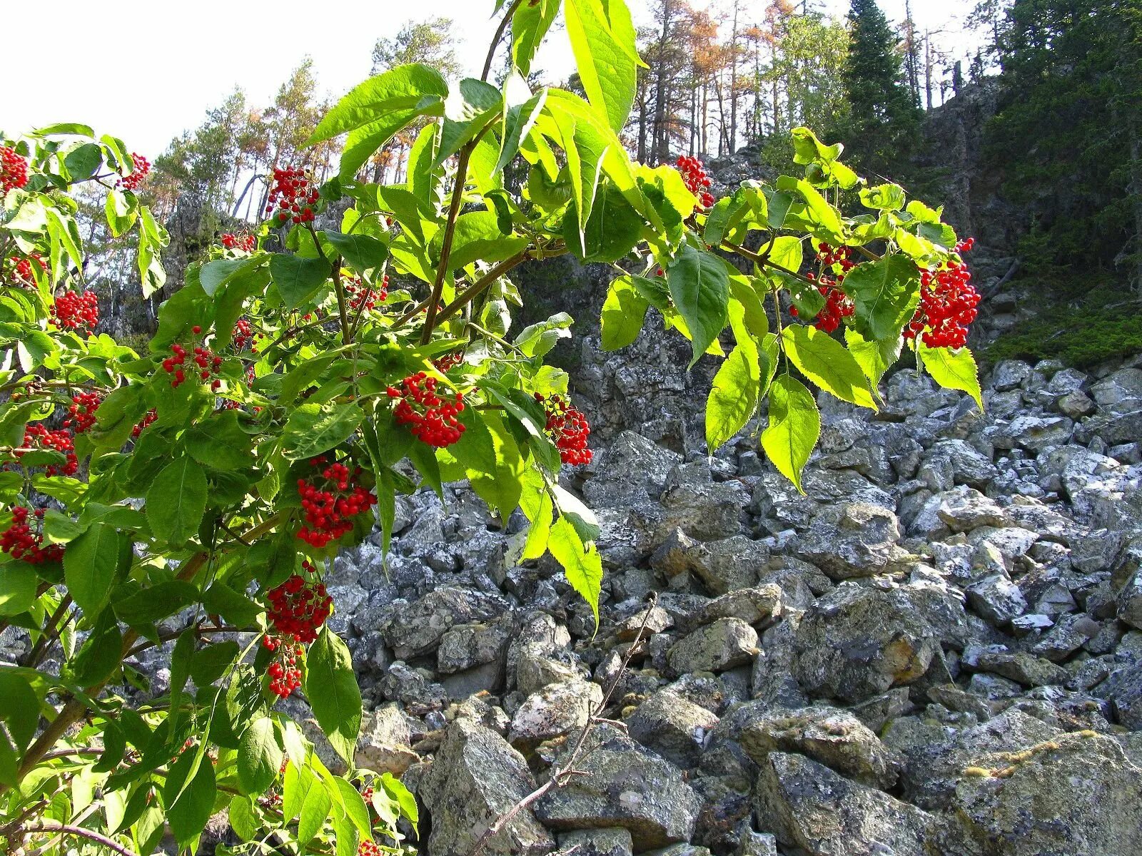 Кустарники башкирии