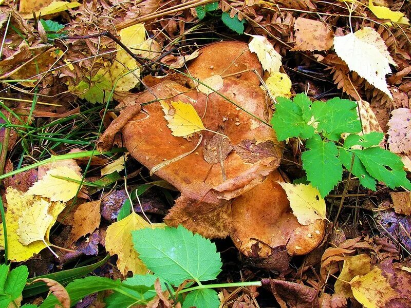 съедобные грибы башкирии волнушки. моховик гриб съедобный забайкалье. съедобные грибы башкирии фото и название. съедобные грибы башкирии. съедобные грибы башкирии фото и название.