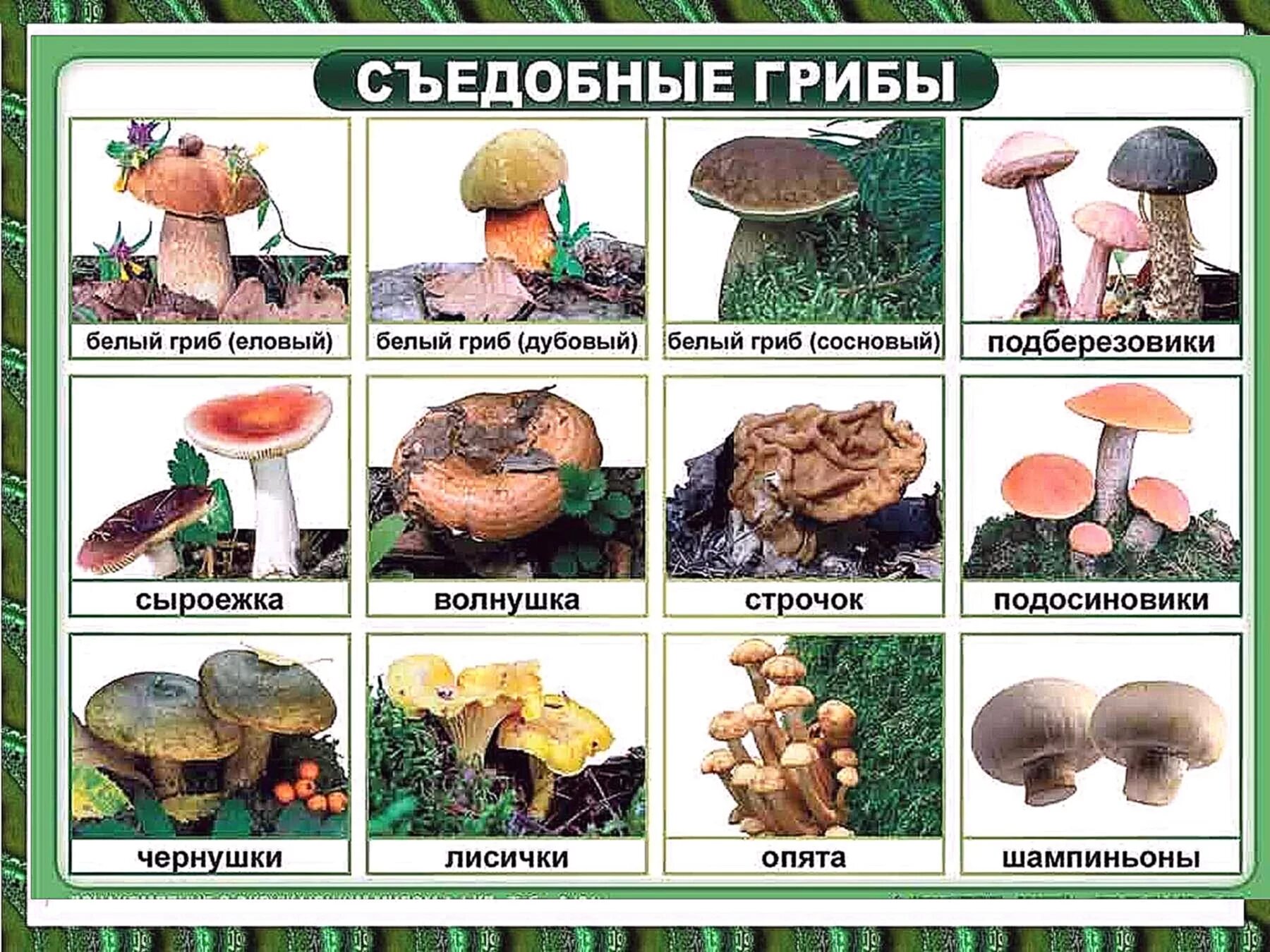 Съедобные грибы фото и название