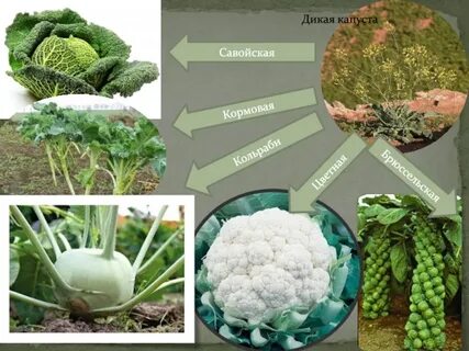 Предком культурных сортов капусты была