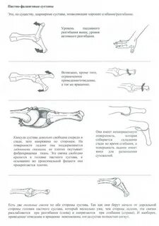 Пястно фаланговые суставы