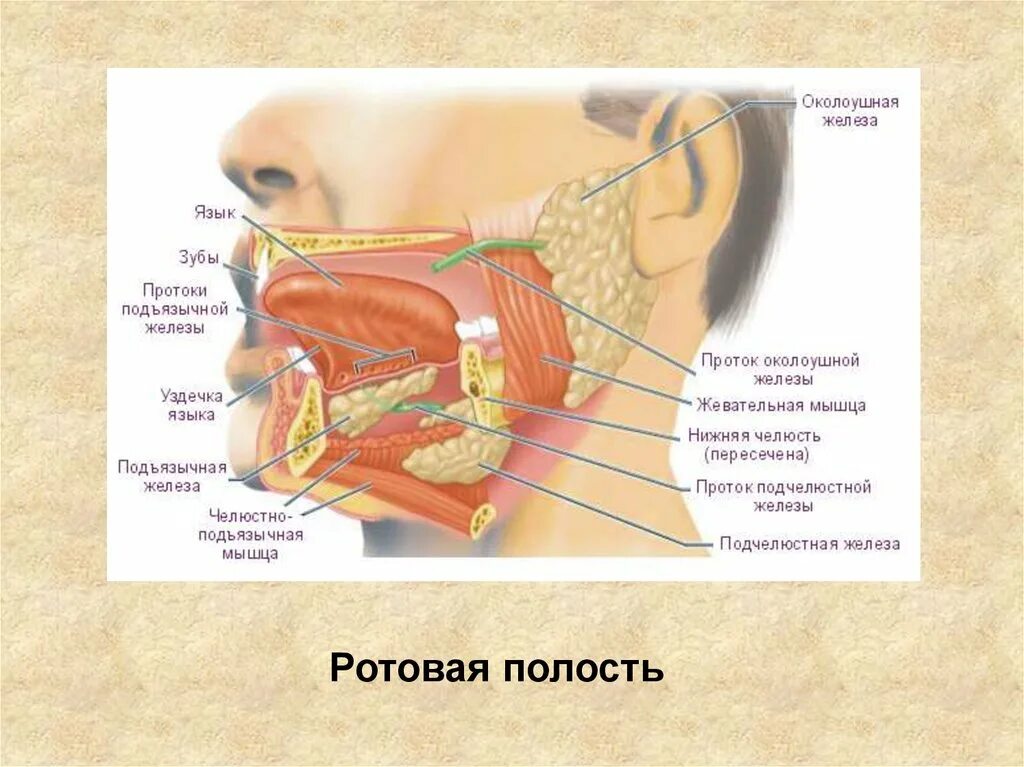 Слюноотделение где. Строение ротовой полости слюнные железы. Слюнные железы строение анатомия. Пищеварительная система полость рта слюнные железы. Слюнные железы биология 8 класс.