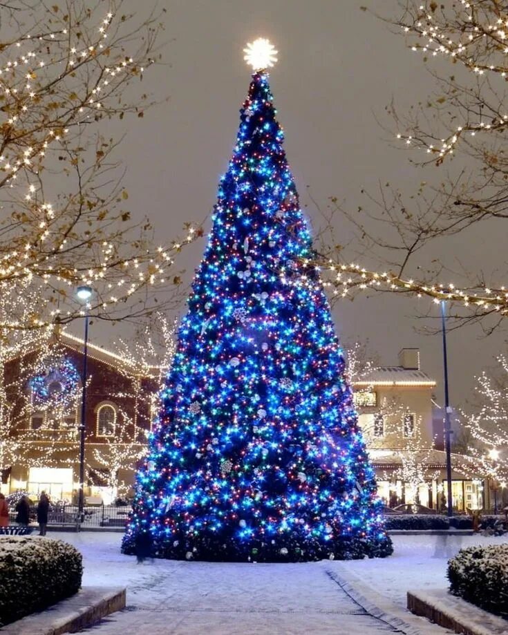 Покажи фотографии новогодней елки. Покажи фотографии новогодней елки. Рождественская елка. Новогодняя елка. Покажи фотографии новогодней елки.