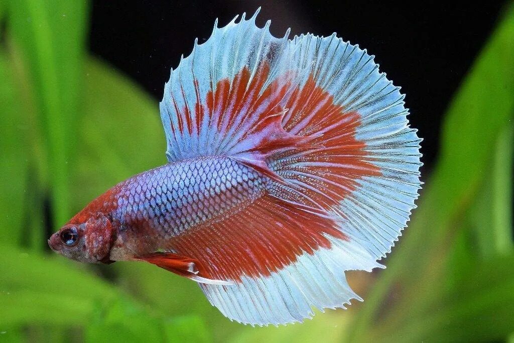 33 Cool Things People Stumbled across and Wanted to Share Cool fish, Fish, Beaut