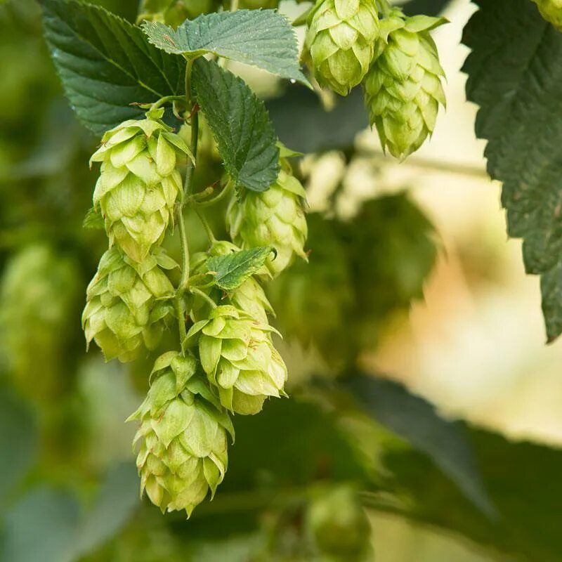 Хмель вьющийся. Хмель каскад. humulus lupulus. хмель вариегата.
