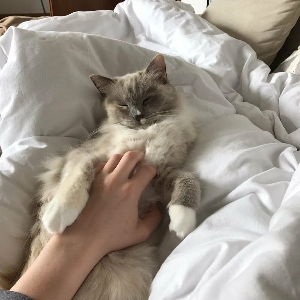 Милые котики эстетика. Кот эстетик. Кот эстетик. Красивый кот. Эстетика пушистых котов.