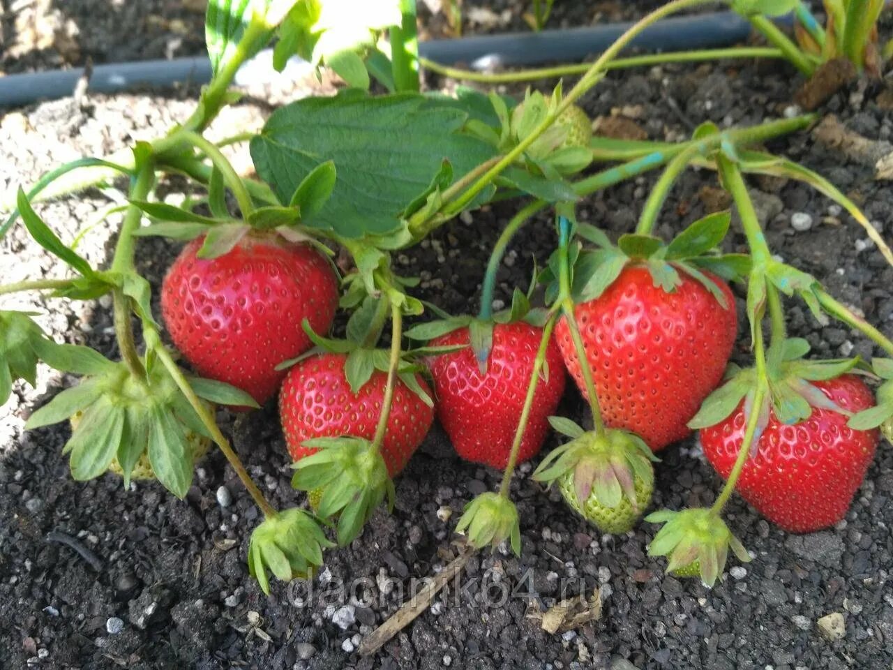 Земляника садовая дарселект (р9). Клубника ремонтантная флорена. Клубника дарселект. Клубника сорт дарселект. Земляника сорт дарселект.