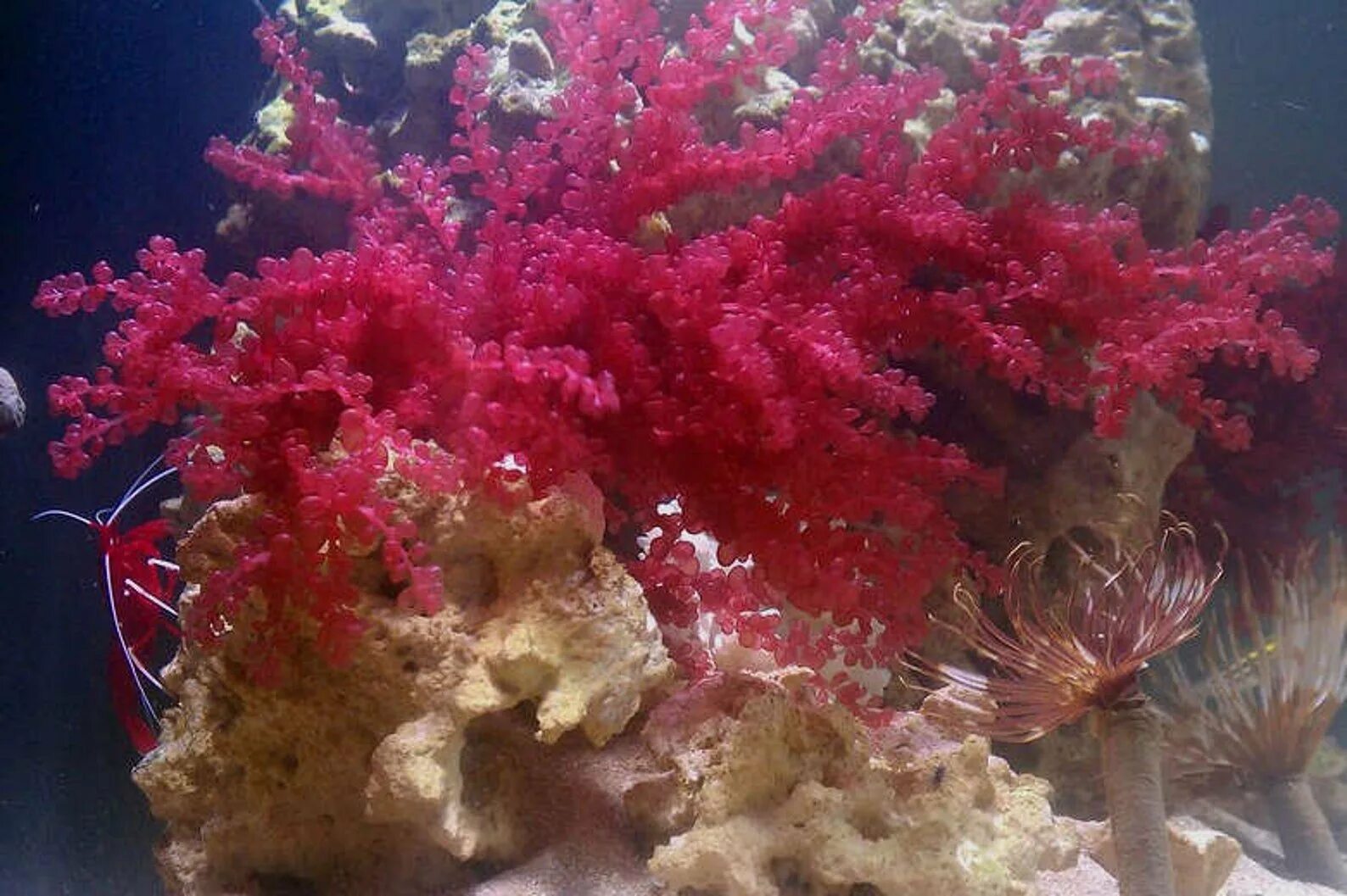 Порфира растение. Красные водоросли порфира. Порфира водоросль. Красные водоросли делессерия. Порфира растение.