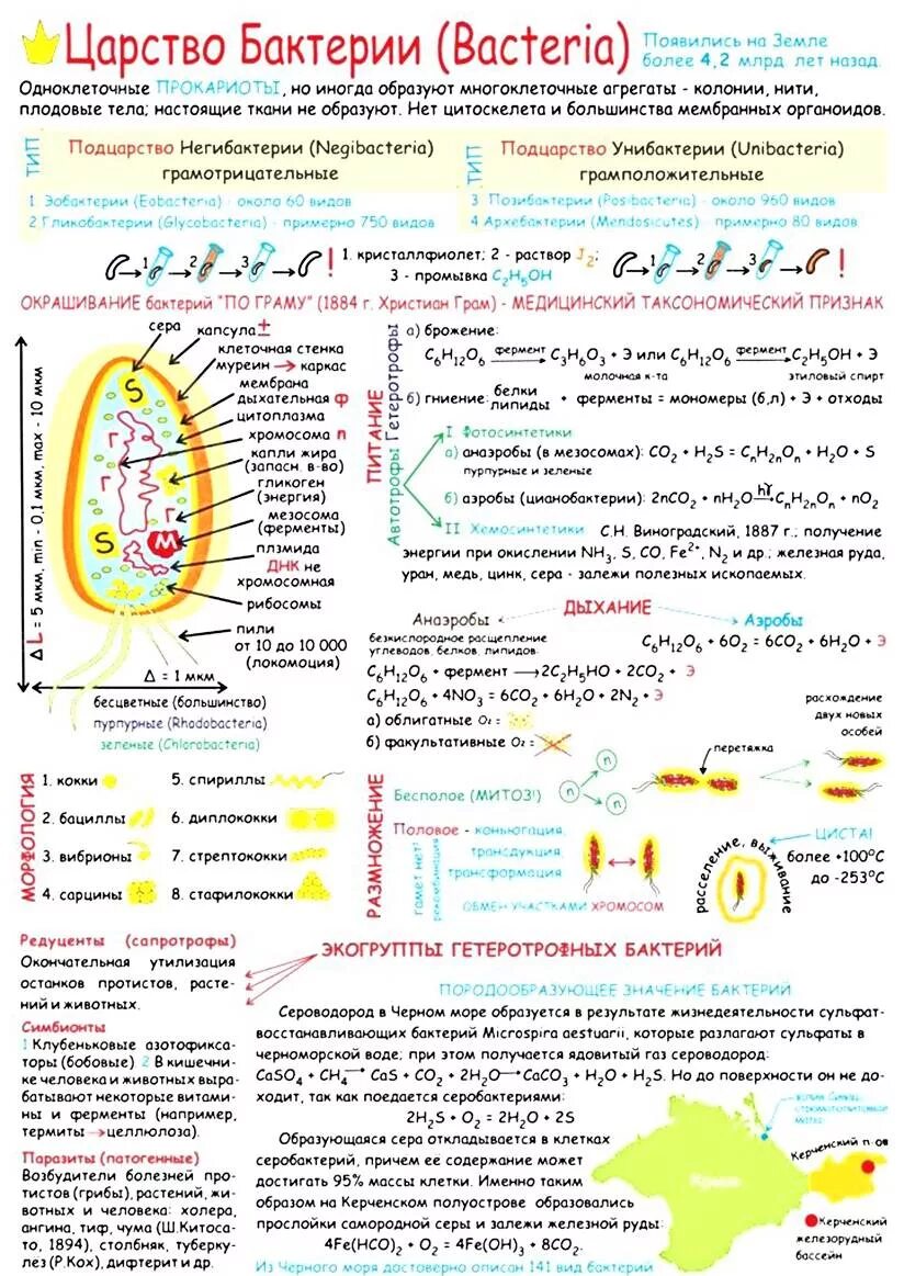 Опорный конспект по биологии 5 класс бактерии. Опорный конспект царство бактерии. Конспект бактерии ЕГЭ биология. Опорный конспект по биологии 9 класс бактерии.