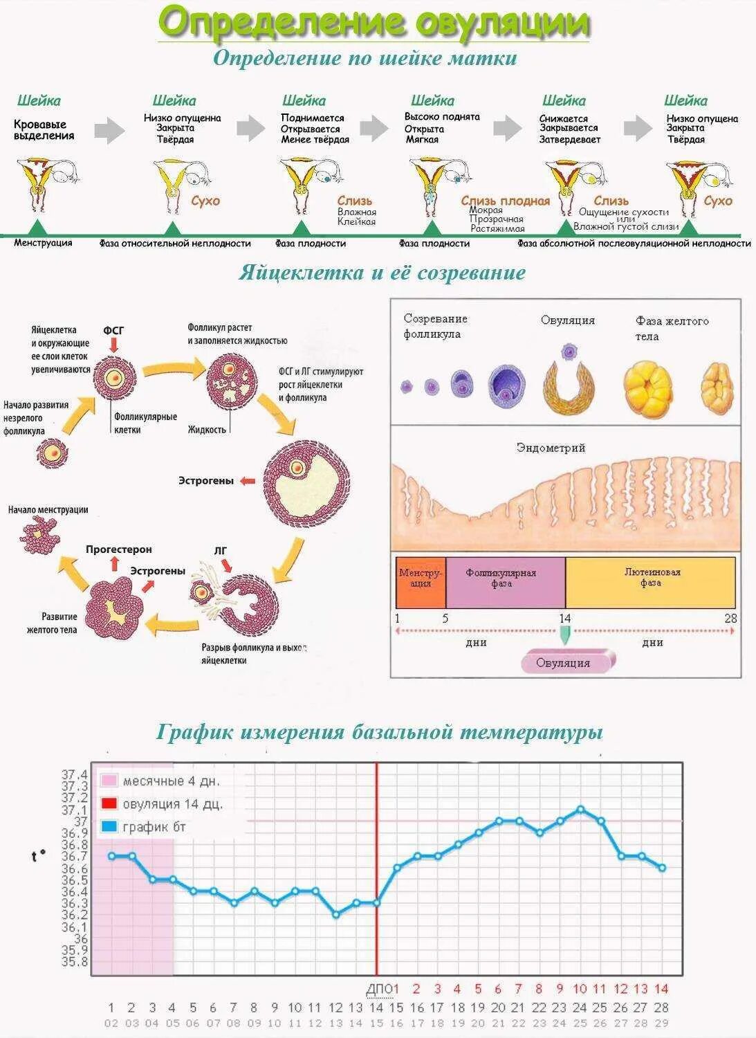 Фертильная фаза. Менструальный цикл. Созревание яйцеклетки. Овуляция.. Период месячного цикла овуляции. Овуляция в зависимости от продолжительности цикла. Признаки овуляции по дням цикла.