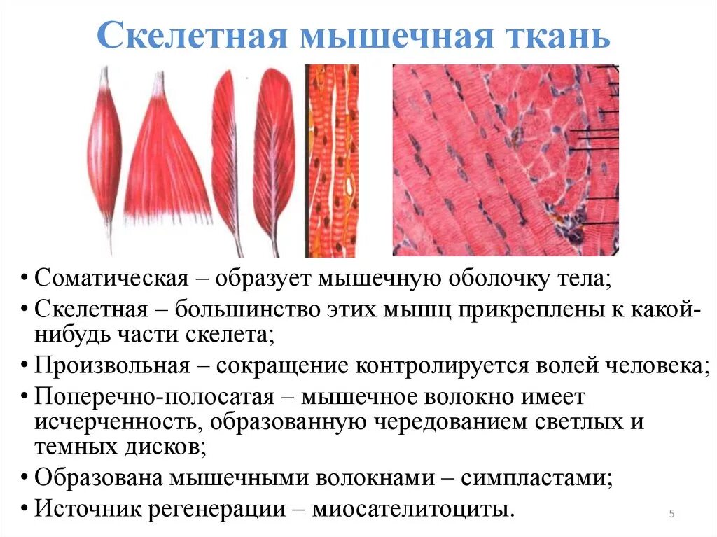 Особенности строения мышечной ткани ответ. Исчерченность скелетной мышечной ткани. Поперечнополосатая Скелетная мышечная ткань. Скелетная мышечная ткань поперечность исчерченность. Поперечно полосатое скелетное мышечное волокно.