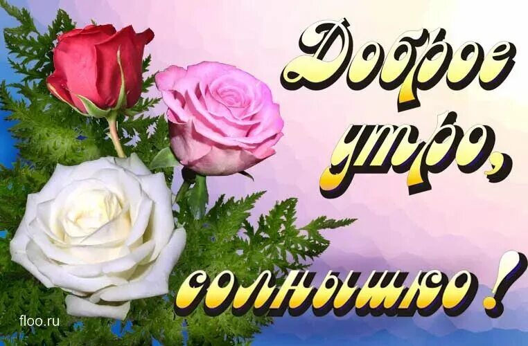 Доброе утро солнышко девушке. Доброе утро солнышко моё. Доброе утро солнышко девушке. Открытки с добрым утром солнышко. Доброе утро солнышко девушке.