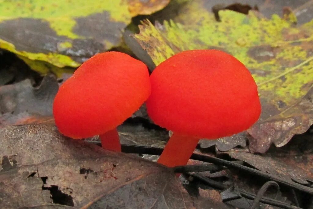 Включи редкие грибы. Красные грибы Гигроцибе. Гигроцибе Багряная гриб. Гриб Гигроцибе алая. Гриб решеточник красный.