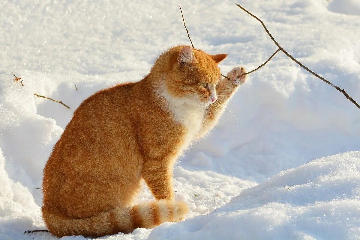 Картинки животных снег. Зимние животные. Кошки зимой. Рыжий кот зимой. Зимние звери.