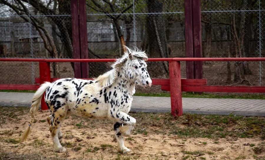 Барнаульский зоопарк лось. Могилев зоопарк. Зоопарк могилевская область. Животные могилев. Животные могилев.
