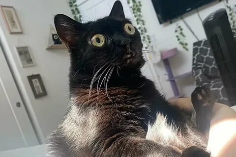 Кошка стала котом