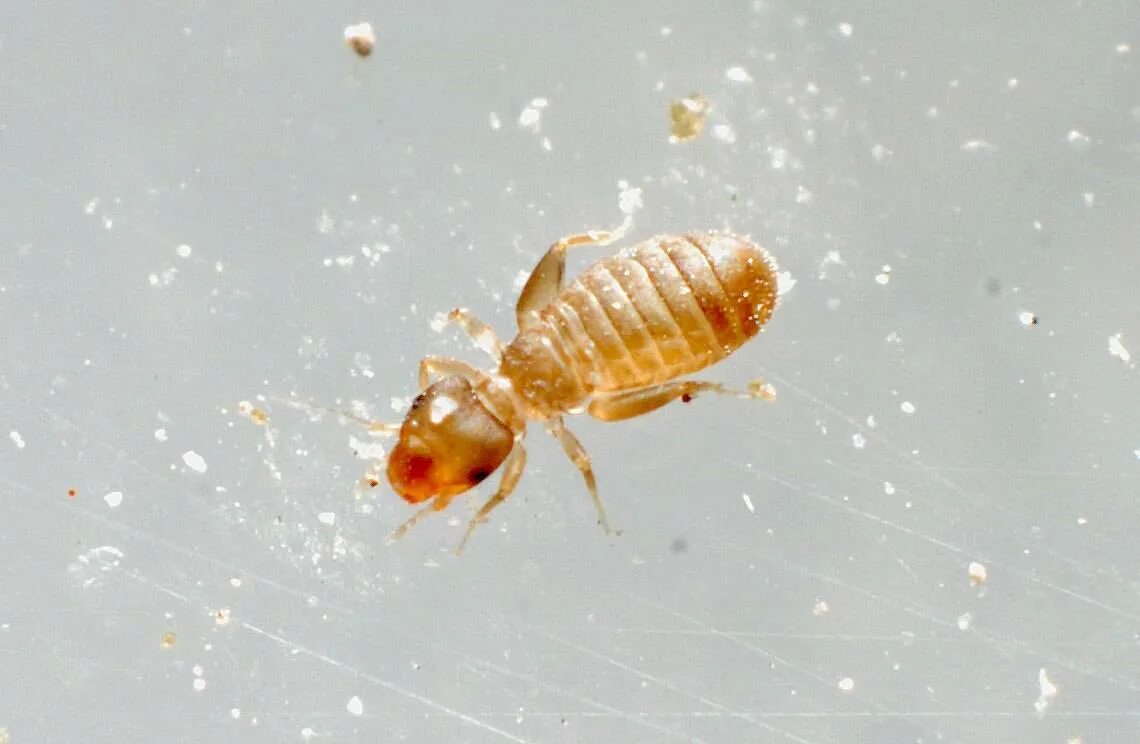Сеноед книжная вошь. Сеноеды личинки. Жук сеноед книжная вошь. Мелкие жучки сеноеды. Жук сеноед книжная вошь.