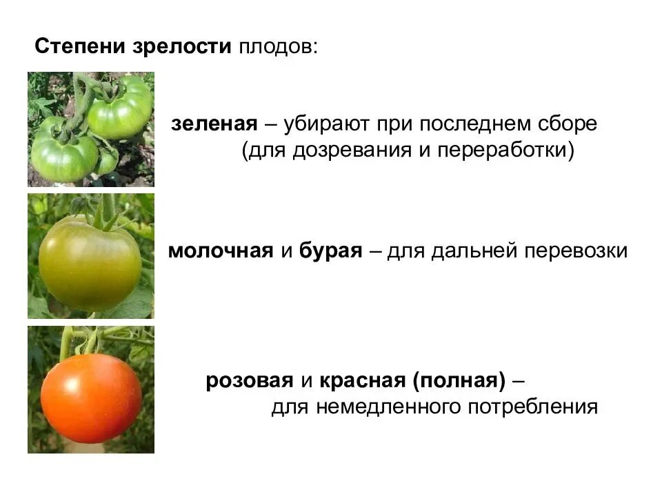 Почему мало томатов. Томаты в стадии созревания плодов. Степень зрелости томатов. Стадии зрелости томатов. Стадии созревания томатов.