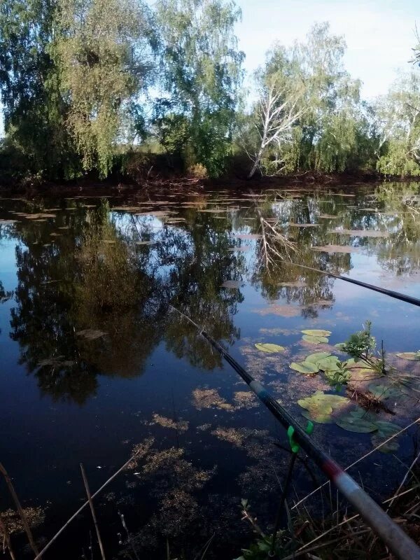 Озеро Кривое Новосибирск. Озеро Кривое Раменский район. Озеро Кривое Архангельская область. Криводановское озеро.