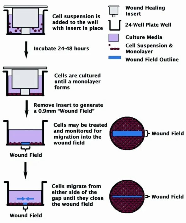 Simulink compound wound dc motor. Wound healing assay. 1 kw dc motor. Synchronous generator. Pmsm bldc отличия.