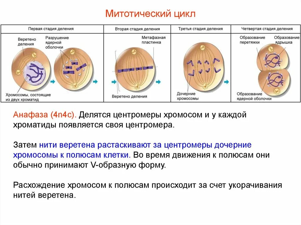 Расхождение дочерних хромосом. Митотический цикл клетки. стадии митотического цикла. митотический цикл клетки таблица. митотического цикла клетки хромосом.