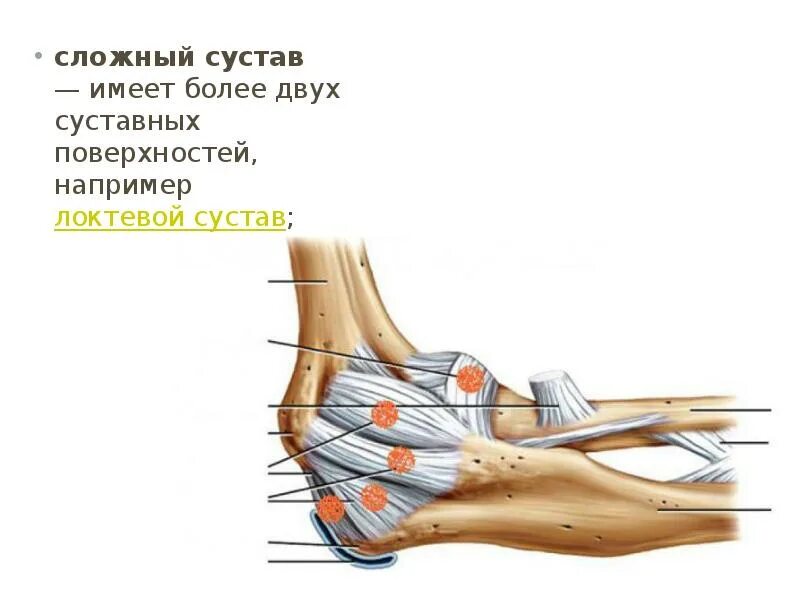 Сложные суставы примеры. Сложные суставы образованы. Сложные суставы примеры. Лучи запястный сустав образован. Строение и классификация суставов.