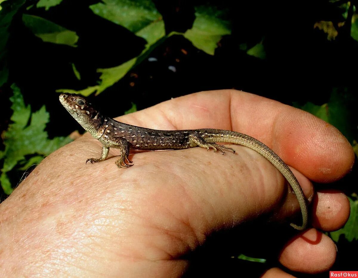 Небольшая ящерица. Карликовый геккон (Sphaerodactylus ariasae). Ящерица Харагуанский сферо. Харагуанский сферо (карликовый геккон, Sphaerodactylus ariasae),. Виргинский круглопалый геккон.