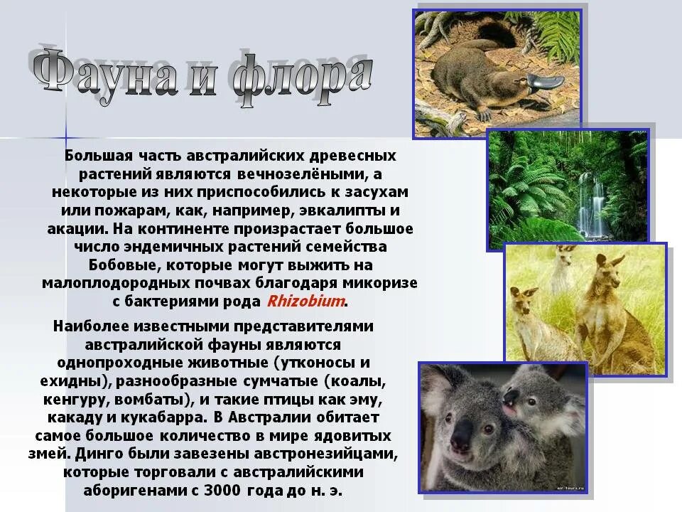 Животные австралии 7 класс кратко. Животные и растительный мир австралии. презентация на тему животные австралии.