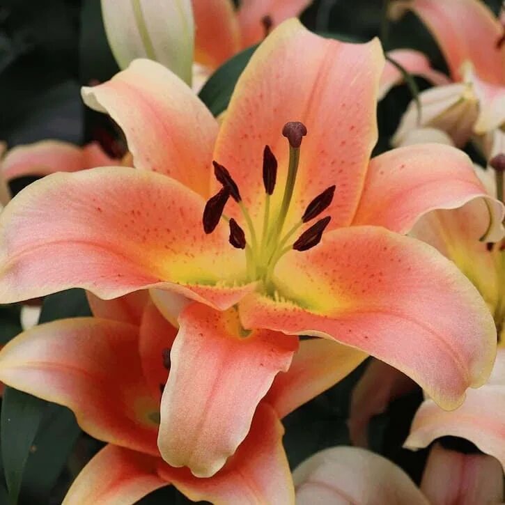 Lilys double