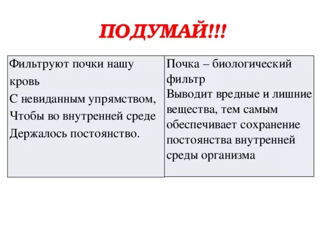 Фильтрация крови в почках. Как фильтруют почки. Почки фильтр.