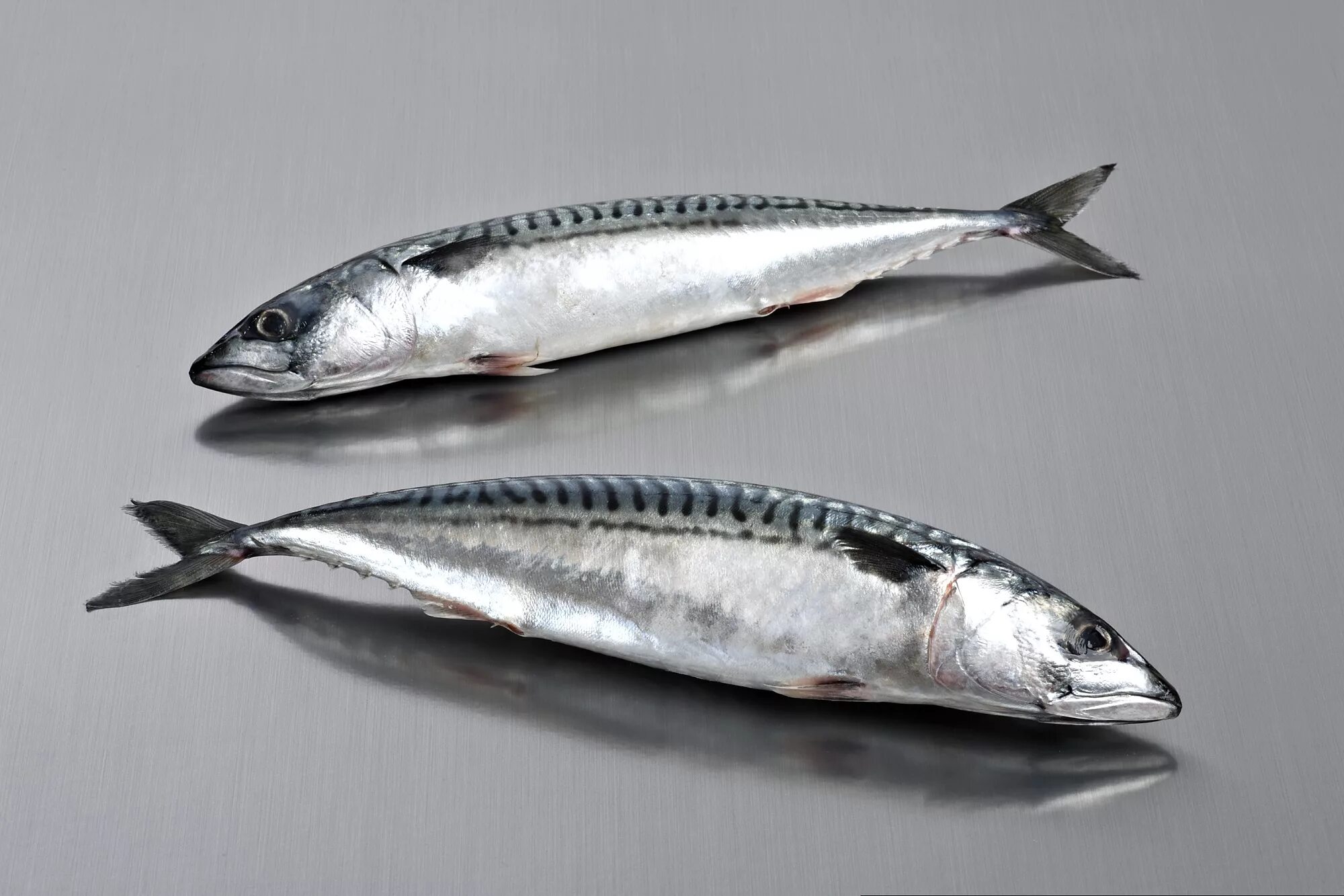File:Xarda (Scomber spp) 1.jpg - Wikimedia Commons