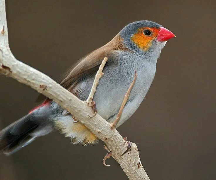 Mandarins amoureux Pretty birds, Little birds, Pet birds