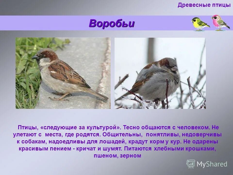 где живет воробей. где живут воробьи описание. где живут воробьи. воробей. гнезда воробьев.