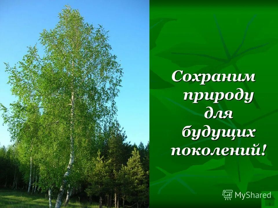 Березка содержание. Сохраним природу для будущих поколений. Русская берёзка символ России. Береза. Сохрани природу для будущего поколения.