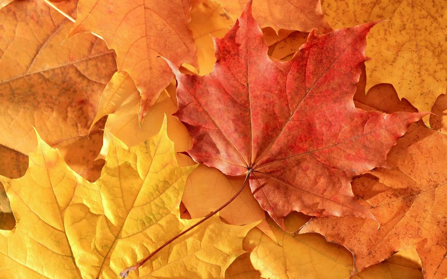 Листья желтые по краям. Осенний кленовый лист. Осенний фон. Осень листья. Красивые осенние листья.