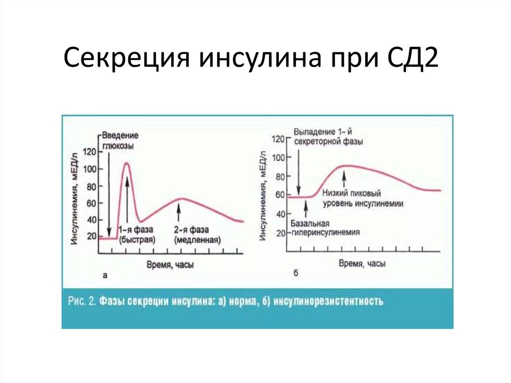 Уровня выработки инсулина. Первая фаза секреции инсулина при СД 2. Первая фаза секреции инсулина при СД 2 типа. График выработки инсулина суточный. Первая фаза секреции инсулина при 2 типе сахарного диабета.