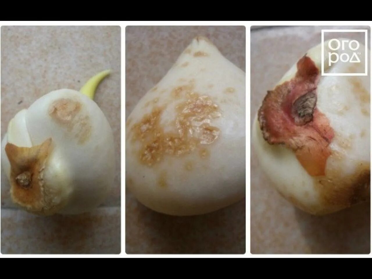 болят луковицы