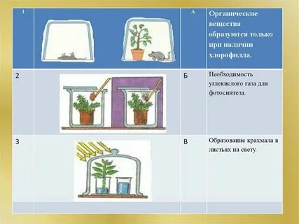 Биология обнаружение органических веществ в растениях