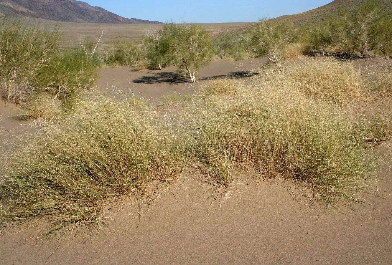 Злак Селин. Селин (Aristida karelinii).. Селин растение пустыни. Ковыль Сарептский (Stipa sareptana).